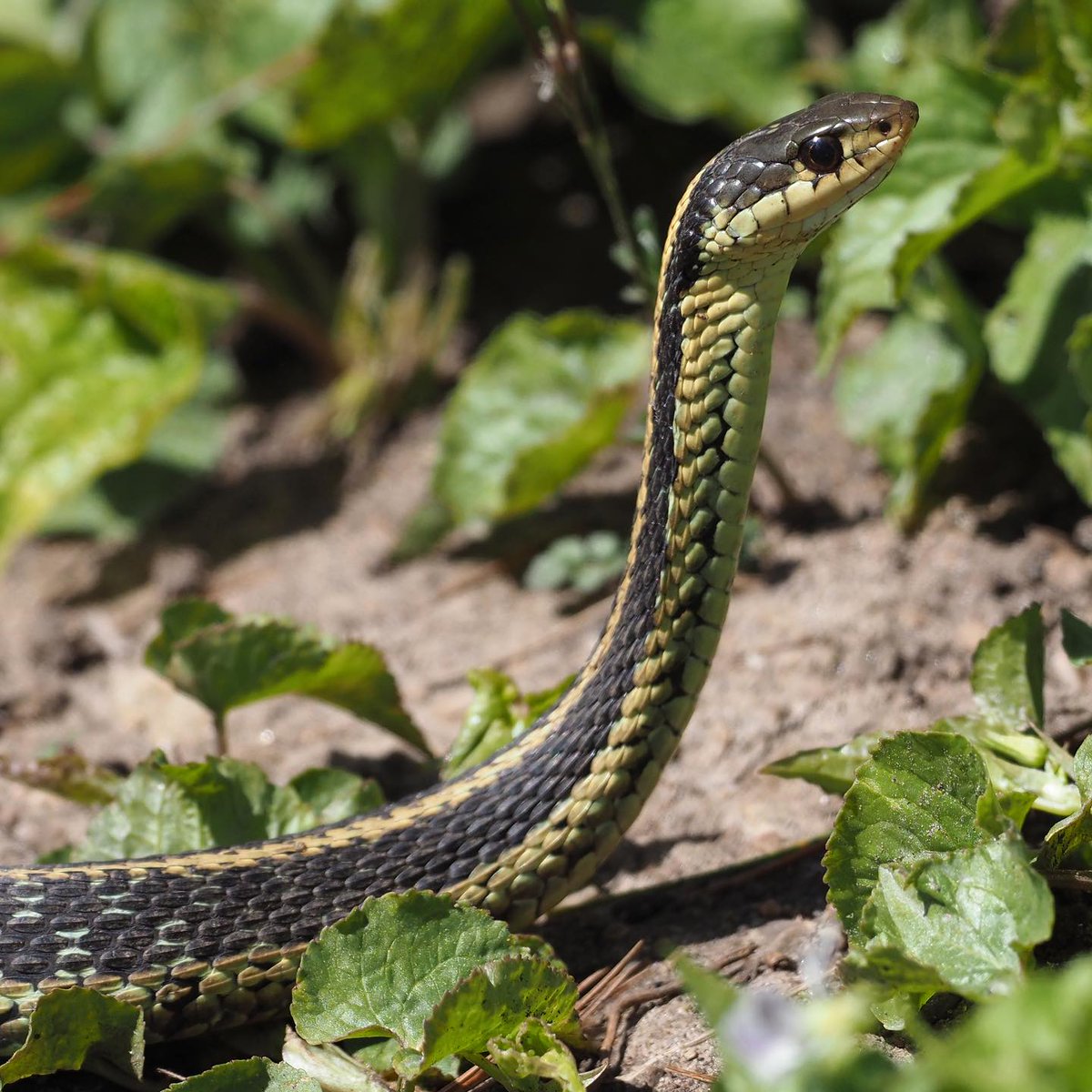 One measure of success for any wildlife garden is the presence of predators. This Eastern Garter Snake was seen feeding in the Native Plants Garden of the Gosling Wildlife Gardens at the Arboretum! More info: instagram.com/p/C6PDWs5JbBi/… 📷Chris Earley #UoGArboretum #UofG #Guelph