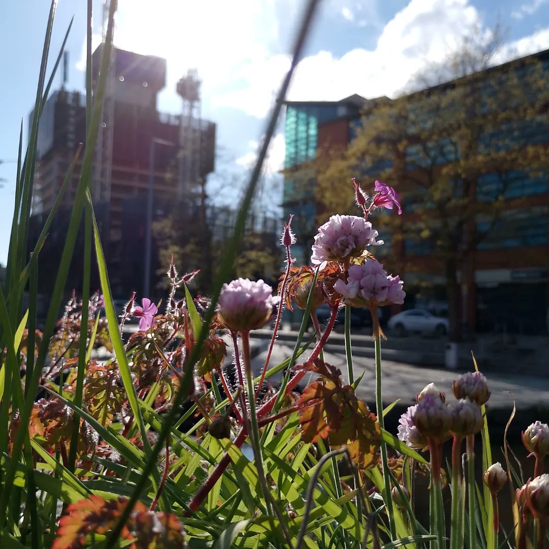 Golden hour flowers ✨ #Manchester #Ancoats #nature #flowers 🐝