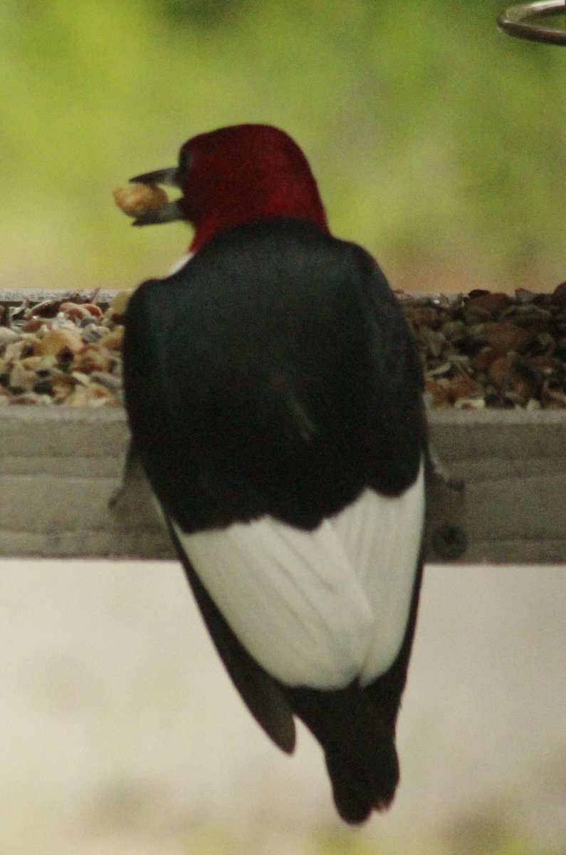 Mr Red-Headed Peckerwood makes a dash for a nut this afternoon