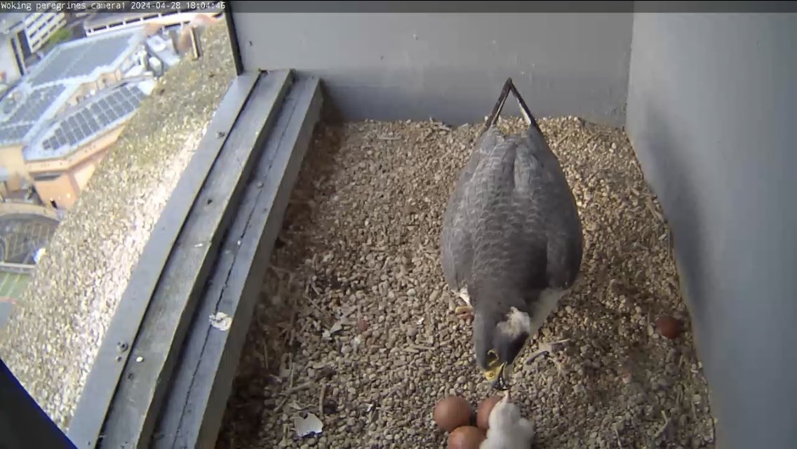 @wokingperegrine delivered and feeding perfectly