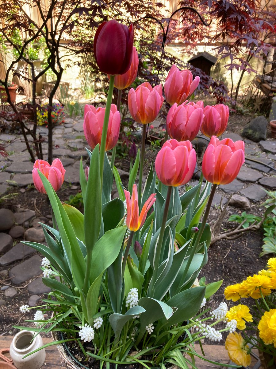 Danas su Cveti i u Brooklyn NY.
#parkslope #Brooklyn #gardening