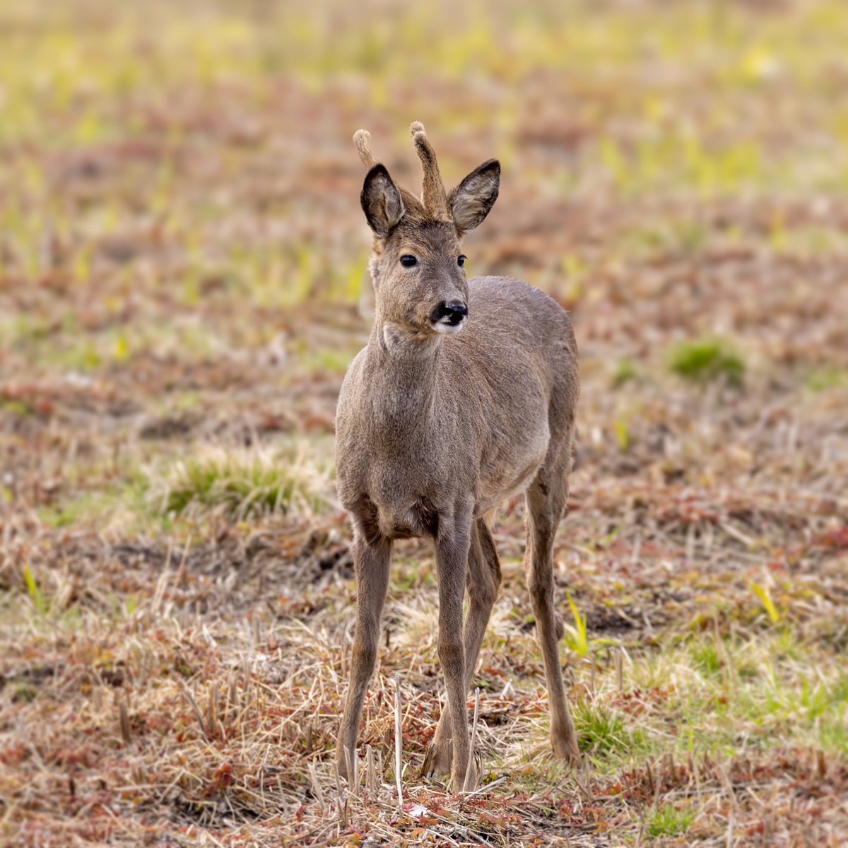 Å møte rådyr ute på tur er alltid en fin opplevelse. Denne her traff jeg i går. #roedeer