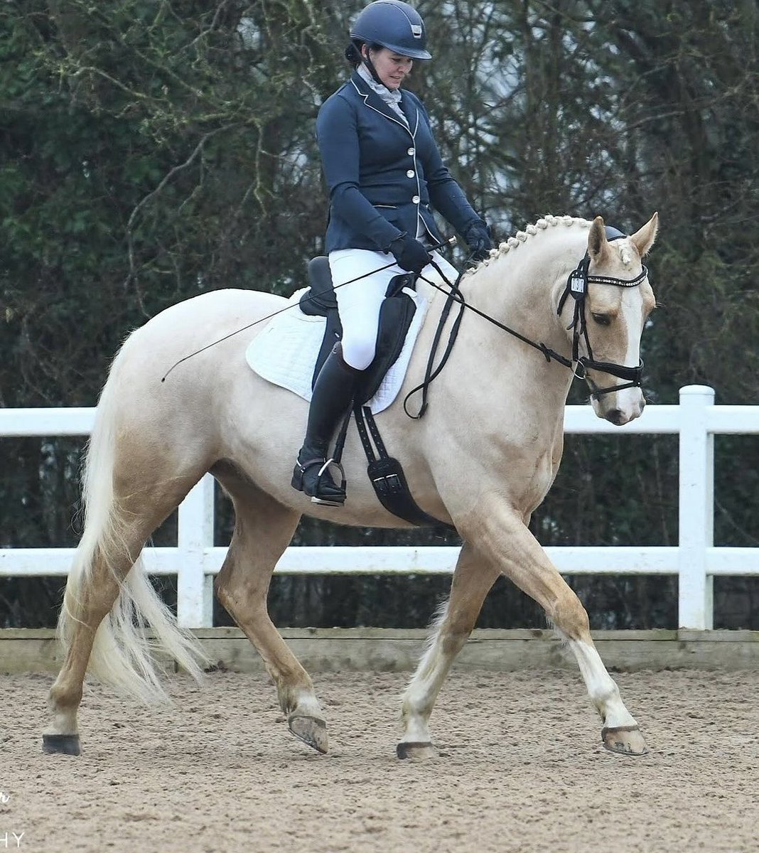 Isn't Cruise just a beauty! We think he is rocking his new Cavaletti Saddle, happy riding Cruise 🥰

@golden_boys_journey
.
.
.
 #horseriding #Cavaletticollection #equestrian #eventing #equestrians #horserider #showjumping #equestrianlife #eventhorse #dressage #jumpsaddle #dr ...