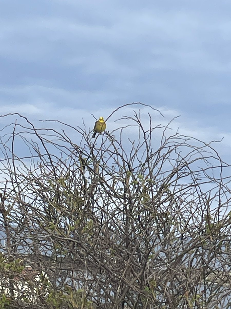 Is this a Yellowhammer?
 #birdwatching
