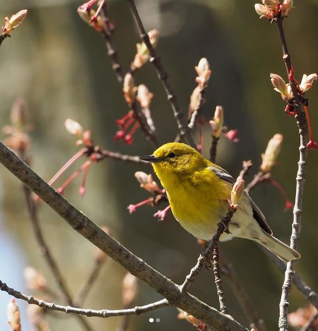 Buds and birds - the perfect spring combination! 📷 Chris Earley #UoGArboretum #UofG #Guelph #Birds
