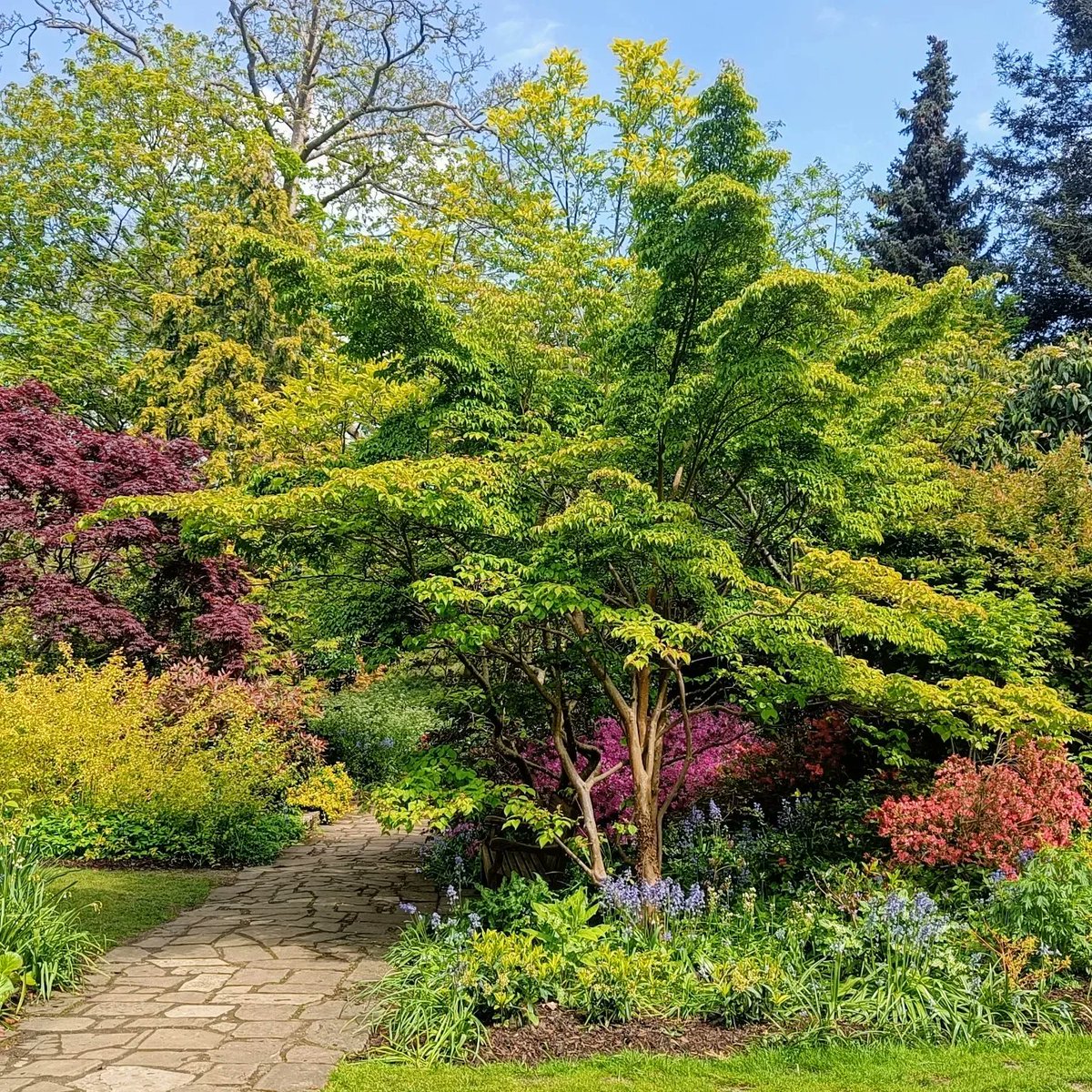 VitaminaVerdeTH's tweet photo. 🌷Festival de #tulipanes en los jardines del Palacio de Hampton Court 💚 Precioso 🌿

🧠 La visita nos ha permitido aprender sobre los tulipanes, conectar con la naturaleza, practicar habilidades sociales 
#jardinesdeinglaterra #vitaminaverde #inserciónsocial #discapacidad #TEA https://t.co/7kG3bM3Fr9