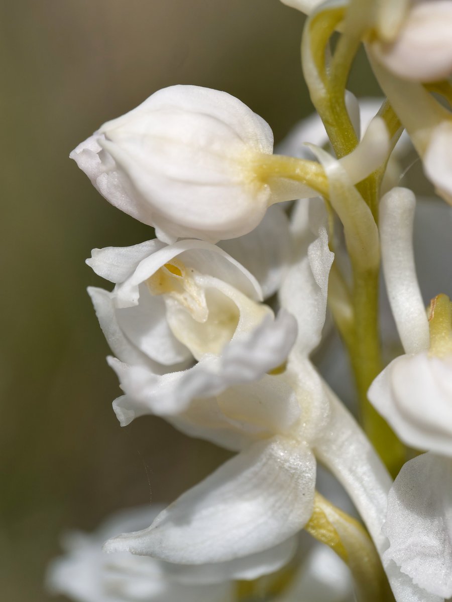 A bumper crop of white-form Early Purple Orchids again this year with ten plants counted, but surely more @CleeveCommon #GlosOrchids @ukorchids #wildflowerhour