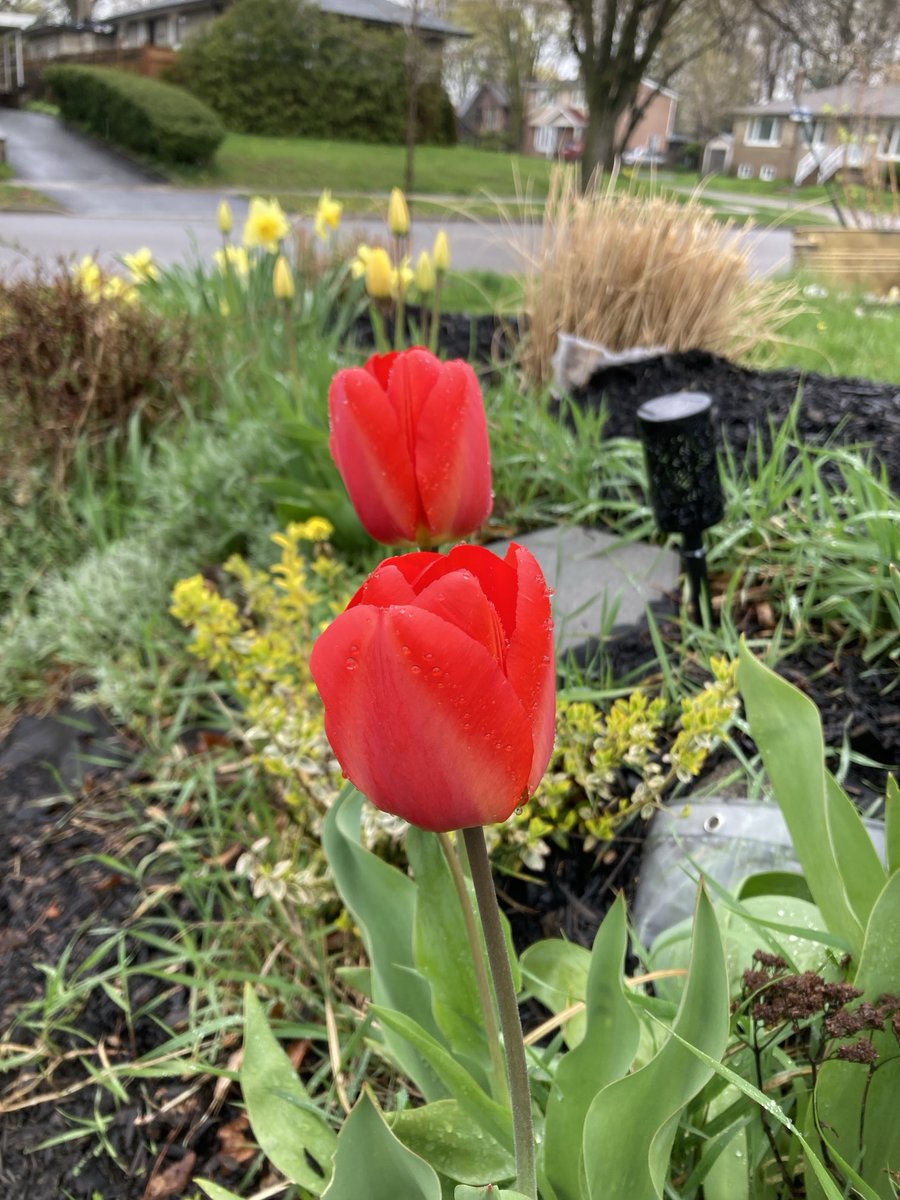 1in5kidz's tweet image. #Spring2024 #MyGarden #GardensofTwitter