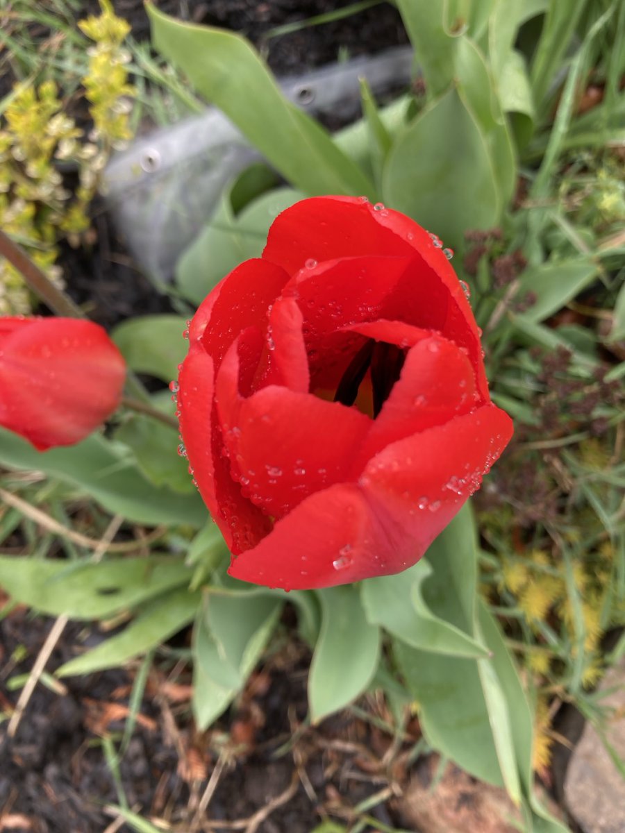 1in5kidz's tweet image. #Spring2024 #MyGarden #GardensofTwitter