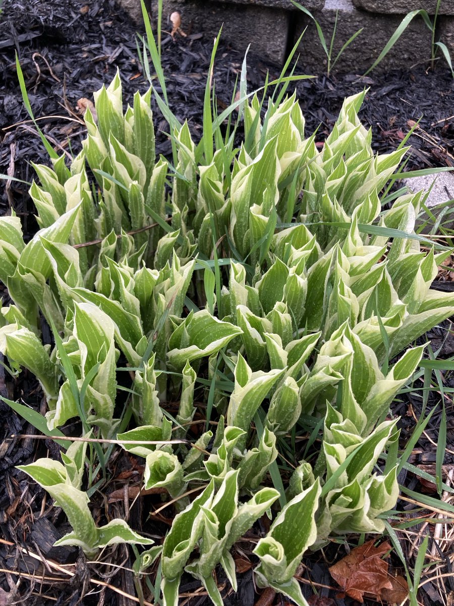 1in5kidz's tweet image. #Spring2024 #MyGarden #GardensofTwitter