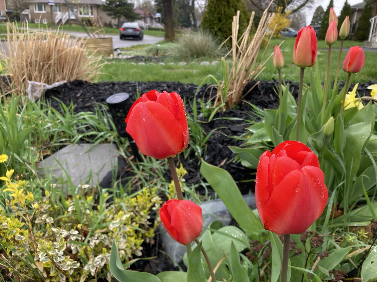 1in5kidz's tweet image. #Spring2024 #MyGarden #GardensofTwitter