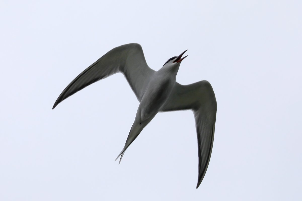 Shaun Ferguson 🇿🇦🇬🇧🏴󠁧󠁢󠁳󠁣󠁴󠁿 tweet media