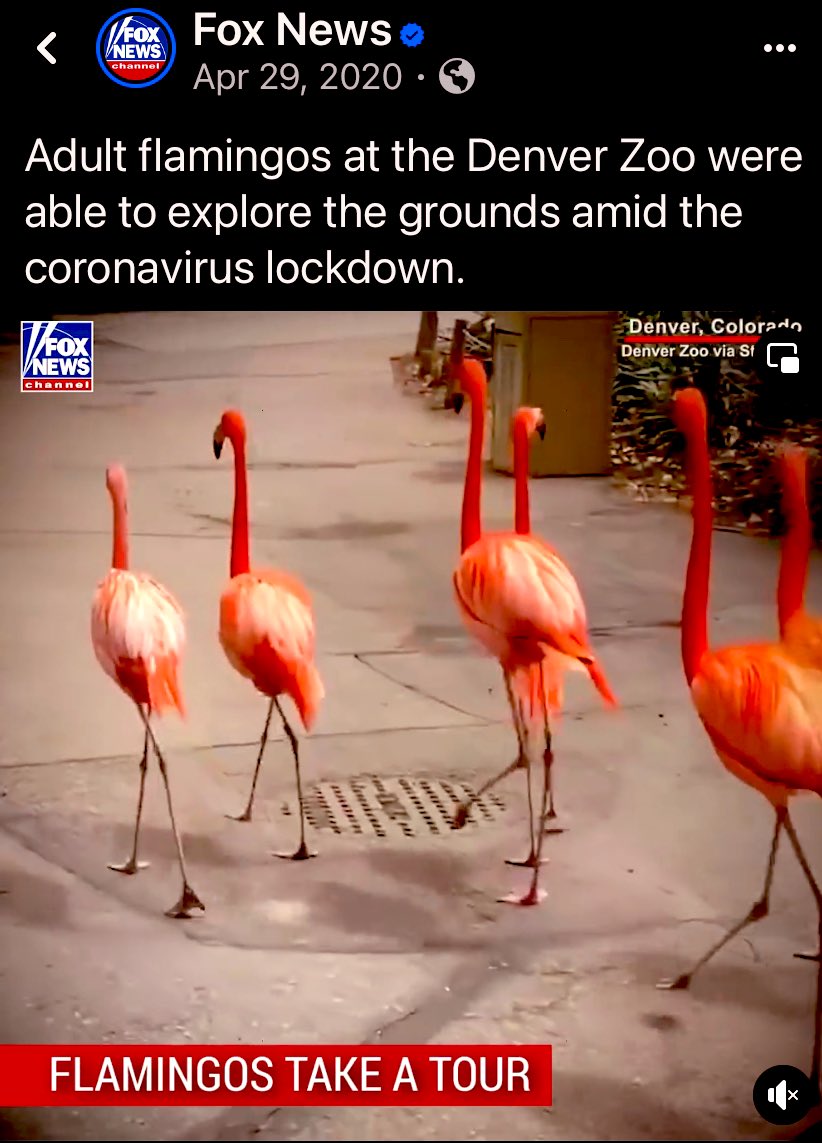 twright55's tweet image. OTD 2020 🦩 #DenverZoo