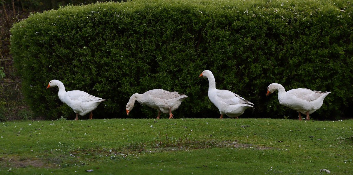 Road sign reading geese at Johnstonebridge Services on the M74. #geese #m74 #wildlife #nature #naturephotography #wildlifephotography #wildlifephotographer #naturephotographer