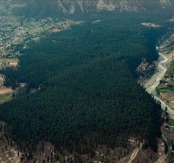 Scenic Usho Forest of Kalam Valley, Swat Pakistan., where dense trees of cedrus are found of about 1000 years old. 
#Forests #Dendrochronology #Cedrus #Trees #Swat #Pakistan #Ecology
