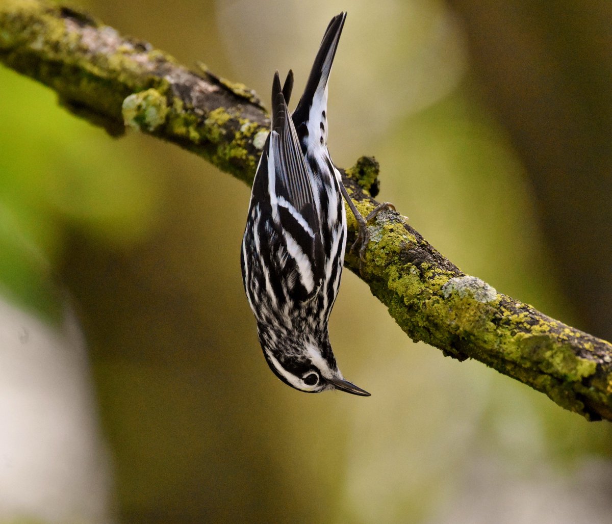 Perfectly vertical.🙂🌿🐦🖤
My first Black-and-white Warbler of the season.✨
Hope everyone is having a wonderful weekend...🌸