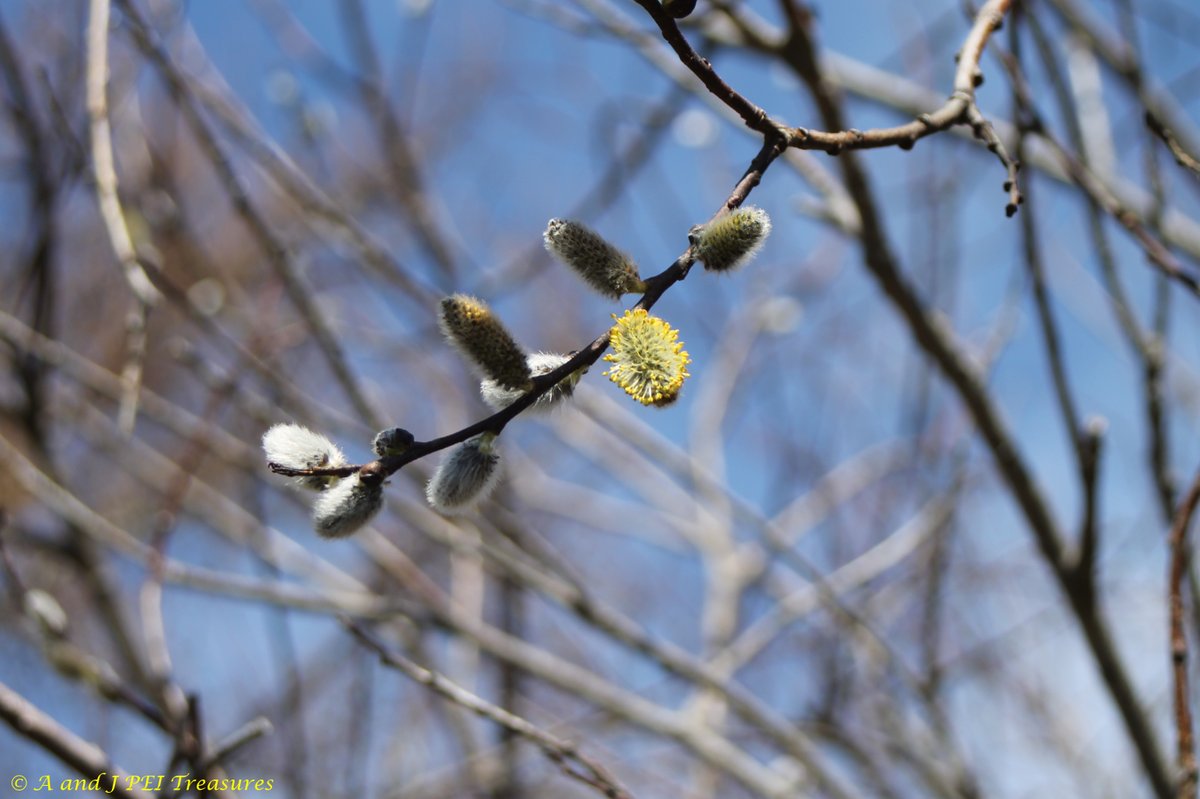 #Wednesday brings some photos of the slow spring opening.  The pussy willows are coming to the end.  The leaves are still in bud.  Nature moves at its own pace.  #PrinceEdwardIsland #PEI #Canada #Canadian #Maritimes #Atlantic #NaturePhotography #NatureBeauty #nature #photography