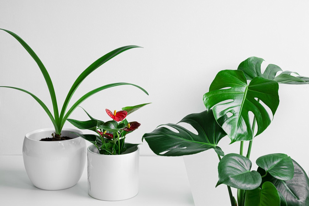 A Personalized List of The Coolest Houseplants for Your Home

Full guide 💬👀: sunnyveggie.com/a-personalized…

#GardeningX #GardeningTwitter #gardeninguk #GreenThumb #plants #indoorplants #nature #Greenery #Spring #homegardening #gardeningideas #MyGarden #soilhealth #organic #UkraineWar