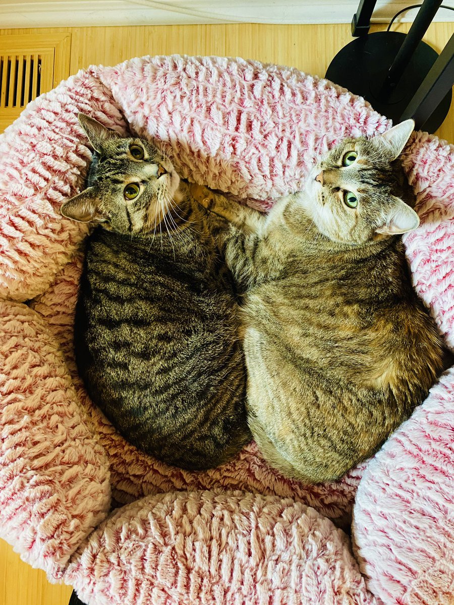 Hello up there! Have a cuddly day! 😸♥️🐾 — Hazel and Remy #SundayVibes #CatsOfX
