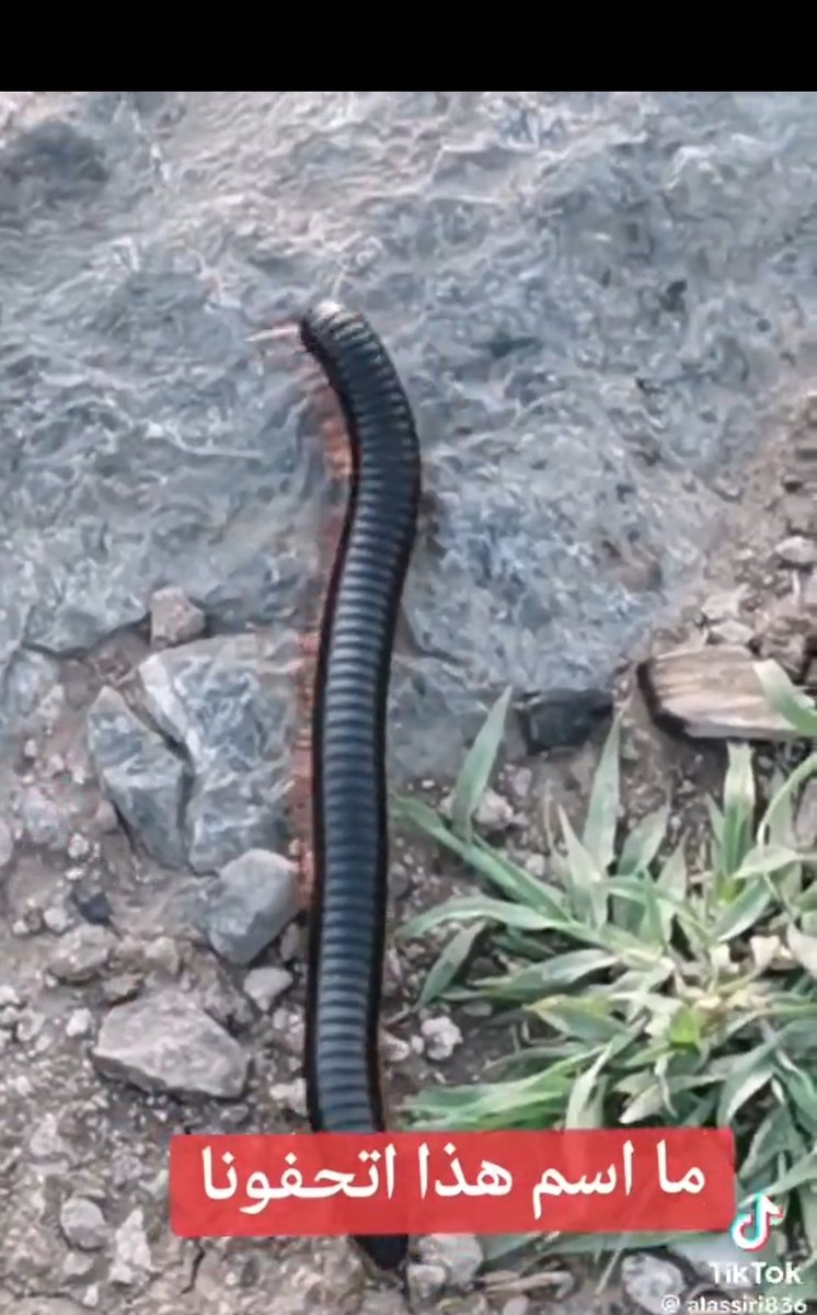 New Planet tweet media