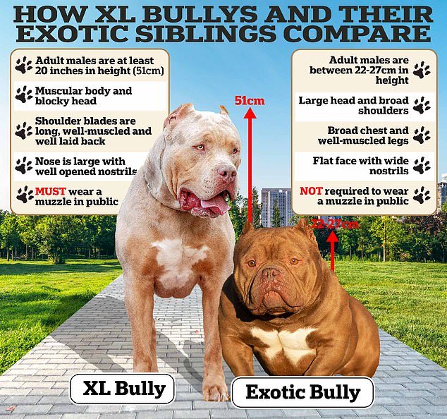 Apparently there’s a rise in the Exotic Bully. 

Owners are dodging exemptions by breeding nano, micro or pocket versions of banned dog - but experts warn extreme interbreeding of the XL bully's smaller sibling is cruel & still pose a risk to the public.