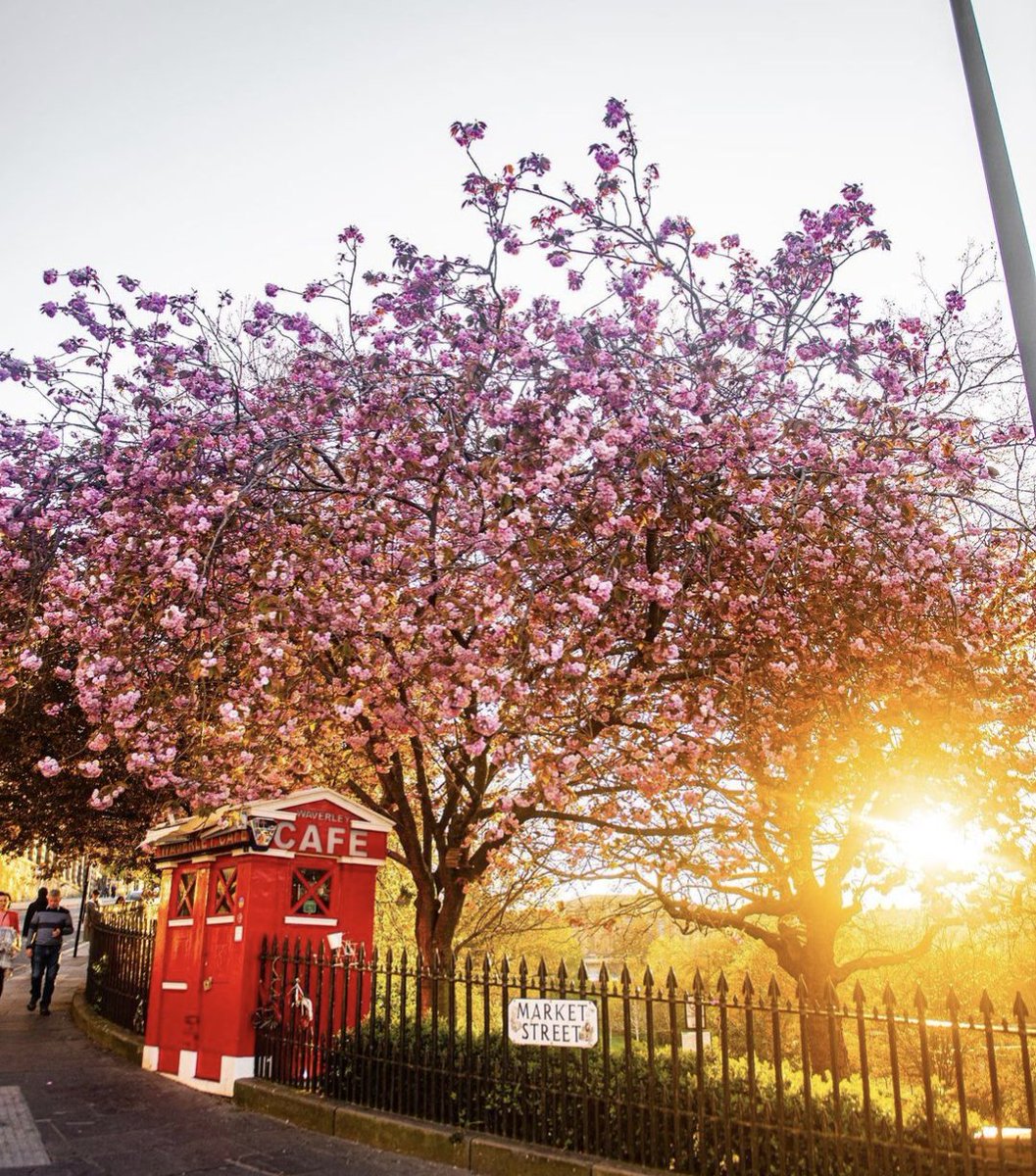 Who knew Edinburgh could look this pretty in pink.🌸 📸IG/timdrew_ 📍Market Street #EdinPhoto #ForeverEdinburgh