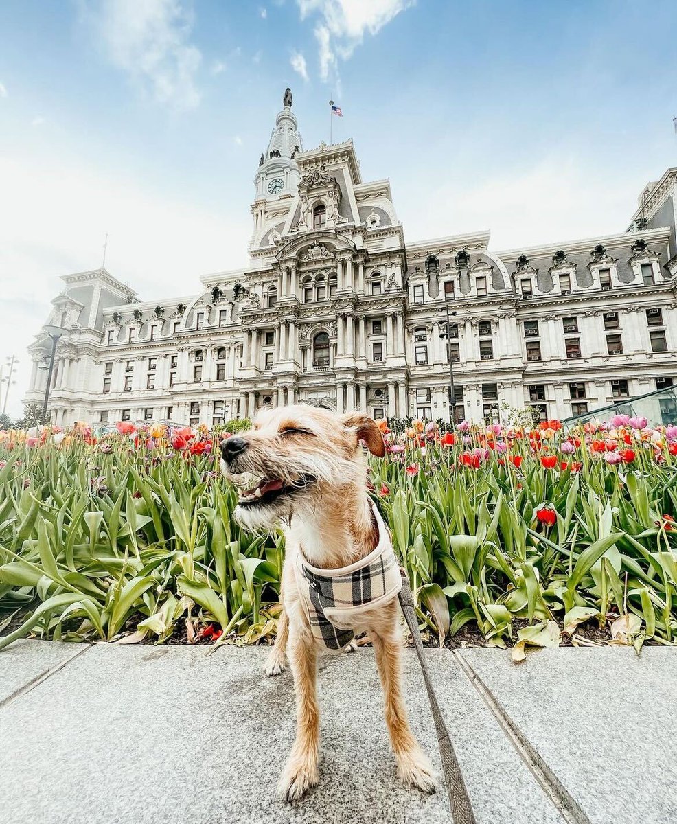 Life ain't ruff when the tulips are blooming outside City Hall.🌷
#visitphilly #phillyspring #phillycityhall 

📸: bytatianaariel and secretphiladelphia on IG