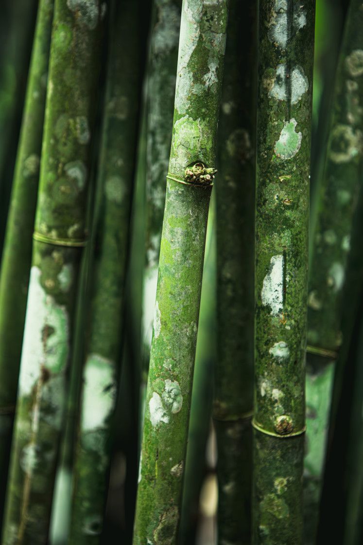 'Bamboo' by darrenarthur ⁠ 📷:⁠ buff.ly/3WfL6JW ⁠ #Picfair⁠ ⁠ _⁠ ⁠ Create your Picfair store today and join over 1,000,000 #Photographers selling their photos with their own website!⁠ _⁠ ⁠ #photo #photooftheday