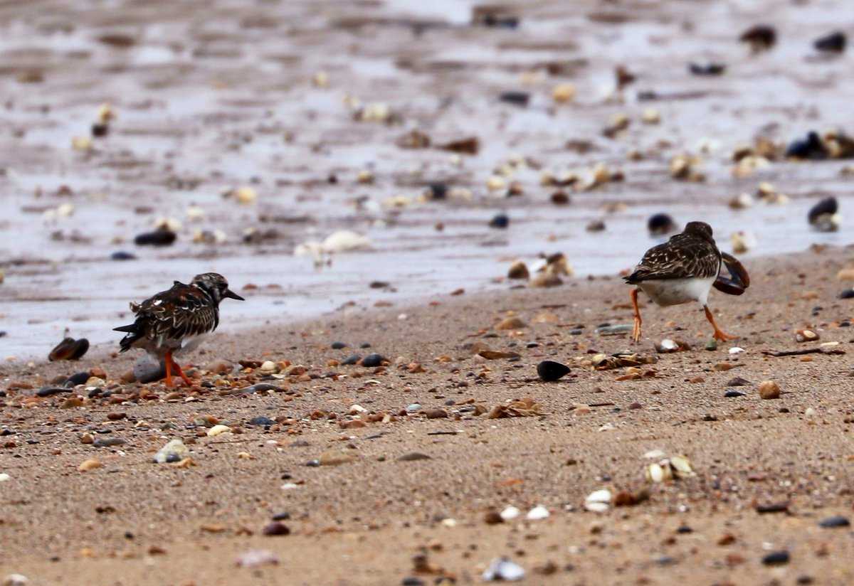 Hustle and bustle - a mussel tussle #RuddyTurnstones