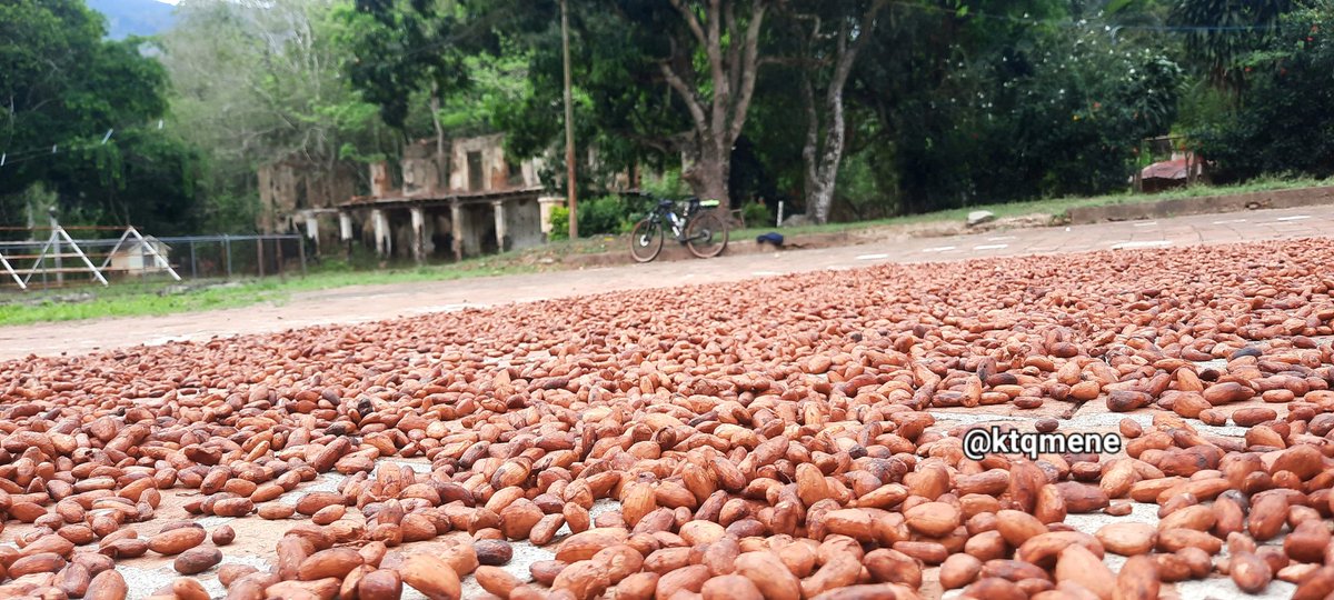 Secando Cacao en los patios de la antigua Hacienda La Unión #LasTrincheras #Carabobo #Venezuela #AventurasenBicicleta #biciturismo