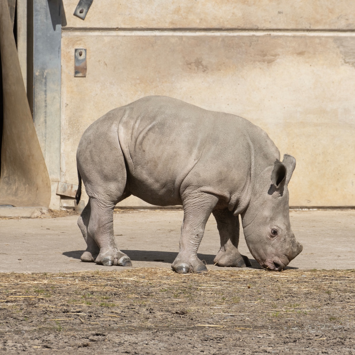 KnowsleySafari tweet picture