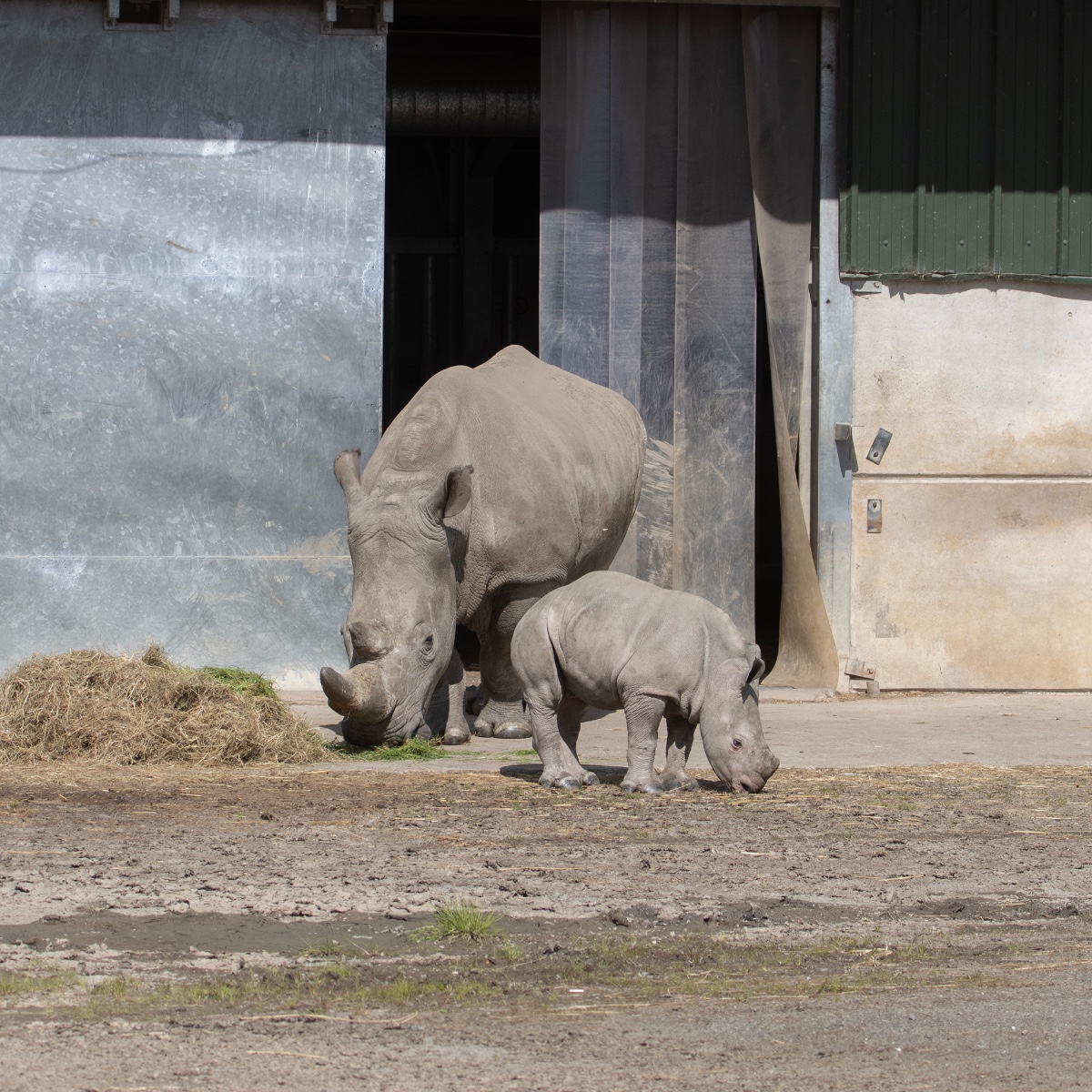 KnowsleySafari tweet picture