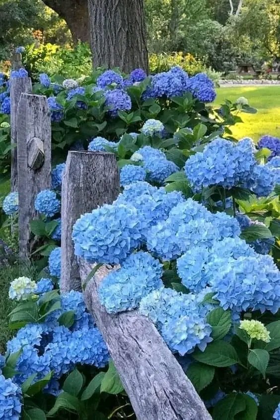 FENCES AND FLOWERS‼️
With a gorgeous blue hydrangeas.....♥️💙