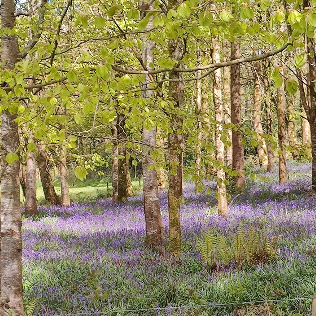 wesjoe80's tweet photo. A great day at Baronscourt, Co. Tyrone at the Annual Bluebell Walk for @CancerFocusNI. Lovely walk up Bessy Bell to see the spectacular views. https://t.co/mBK5lmKmQg