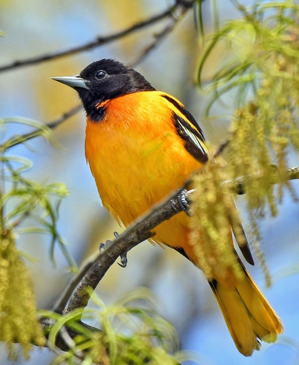 A Baltimore Oriole in Central Park today. 🔥