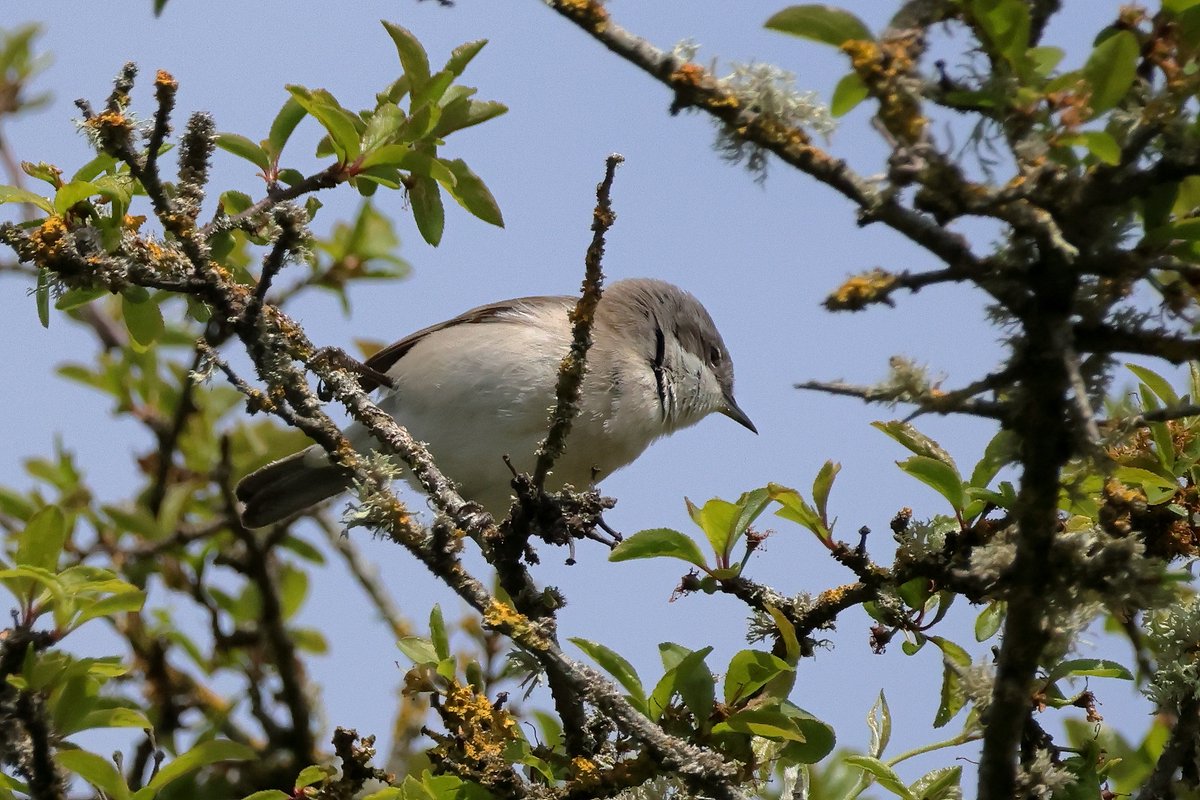 Often heard but not seen, Lesser Whitethroat, three seen on the Vale Coastline this afternoon and managed to capture one too. What beauties they are!!💚#ValeofGlamorgan