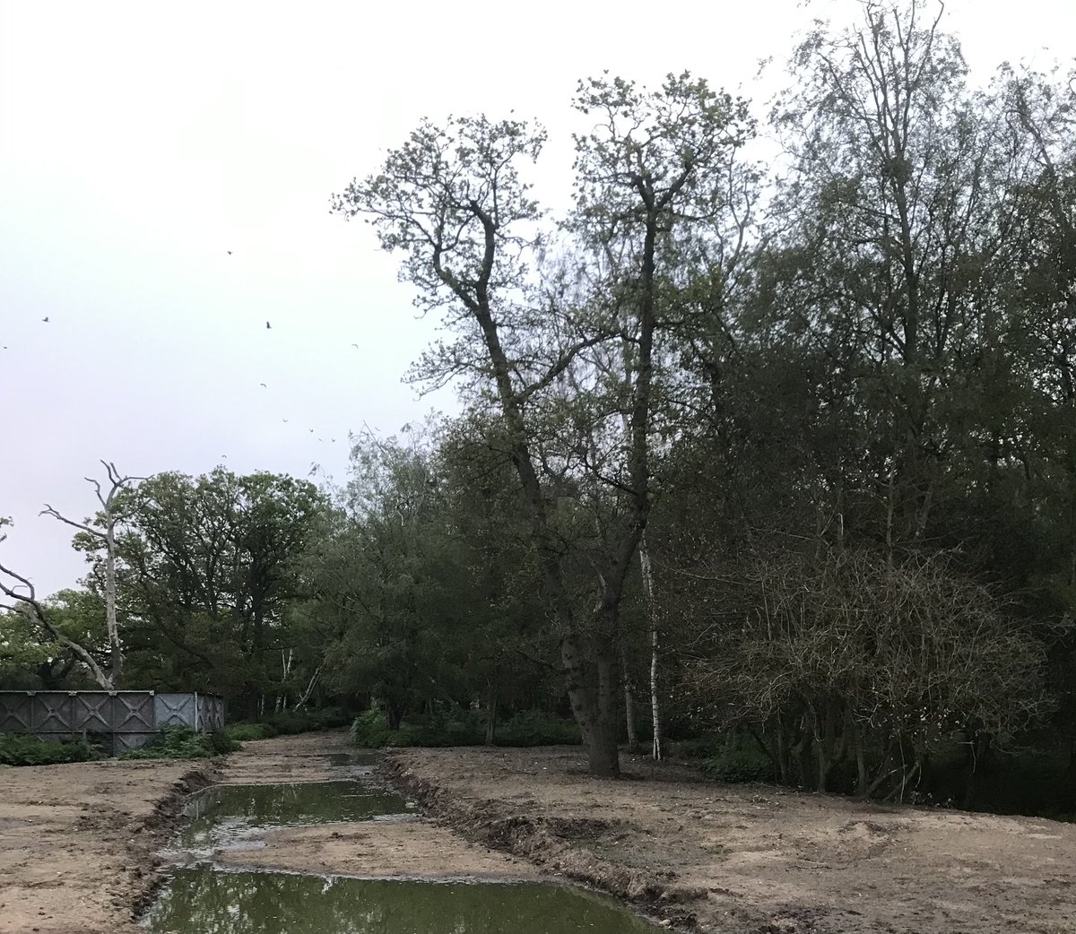 Witnessed the same thing at a recycling business alongside the Gaywood River🤬Trommel fines dumped alongside a stream & tonnes of waste dumped illegally amongst the Oak🌳killing them  Reported to @EnvAgencyAnglia & still no prosecution 🤷‍♂️@GaywoodRiver