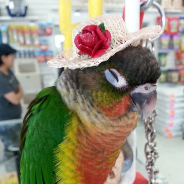 I love birds in hats 👒