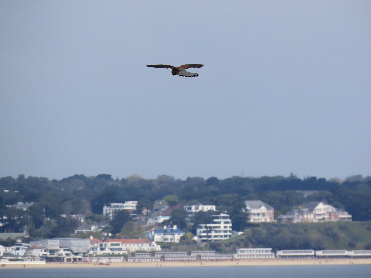 Kestrel this morning on Old Harry Rocks and with Sandbanks in the distance #Dorset