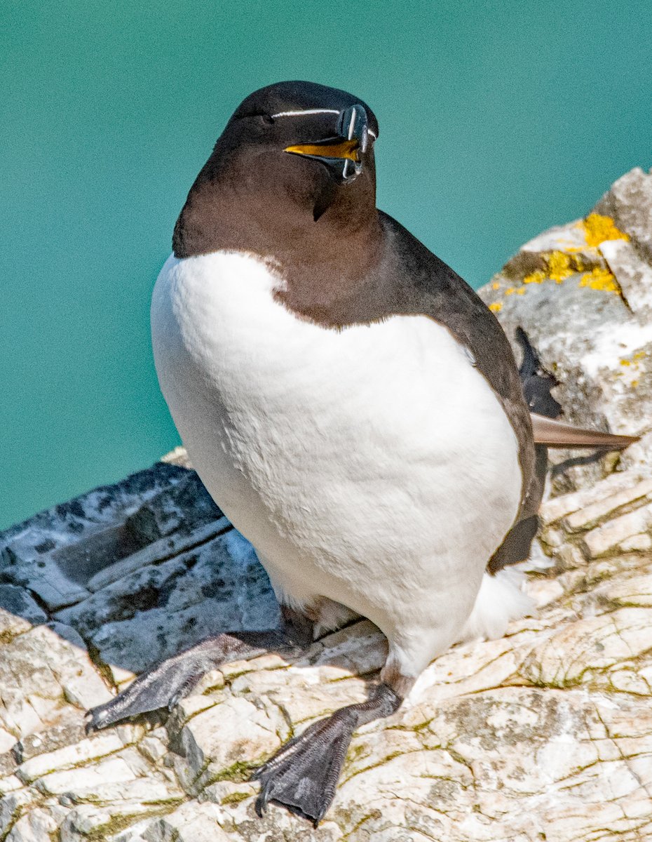 Razorbills at South Stack, #Anglesey yesterday. #Photography #Wildlife #Birds @RSPBSouthStack @Natures_Voice @birdsinwales