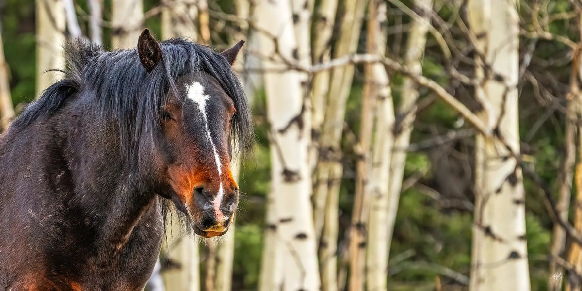 Those years I been through

📷: Johnny Yuan. Taken in Canadian Rockies.  Sizes can be customized to suit your needs. Check it out in our shop jygallery.com/product/those-…
.
.
.
.
#photographyeveryday #animalphotography #rockymountains #horsesofinstagram #homedecoration #officedecor