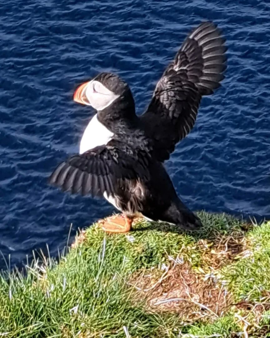 Puffins, or Tammie Norries, as we call them here in Shetland, are back 😊 Did you know baby puffins are called Pufflings, I just can't, too stinkin cute lol 🌊🐧 #Shetland #puffins #visitshetland