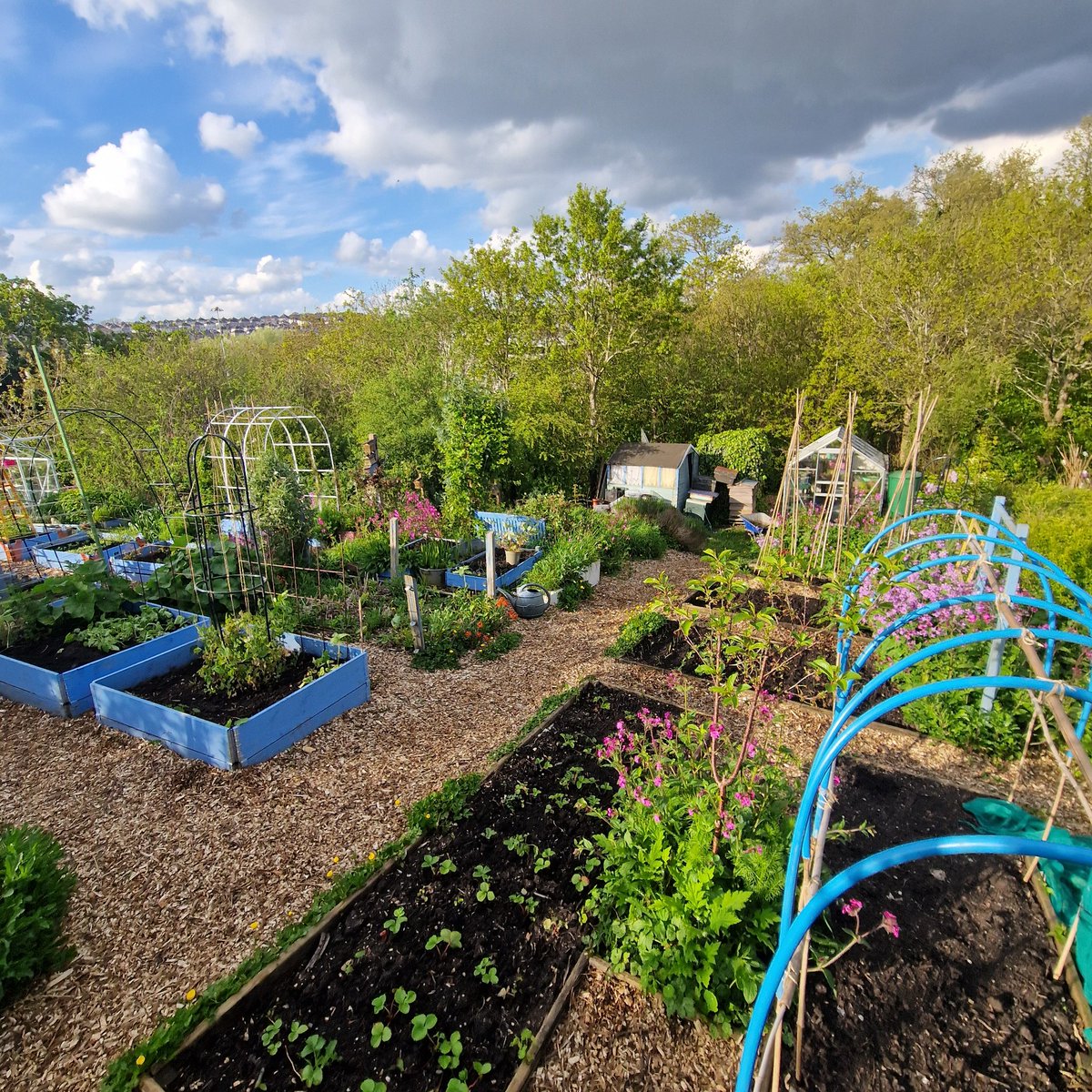 Lovely afternoon spent weeding and planting out leeks, onions and stocks, and statice 💚 My carrots are coming up too and so are lettuces and outdoor sown poppies and cornflowers 😊 The good life season is here 🙌