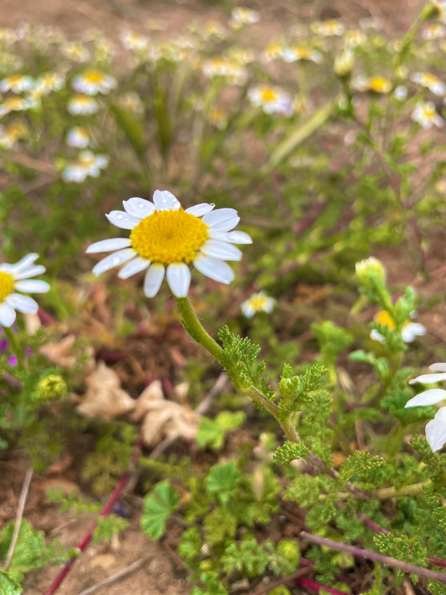 La primavera y sus flores