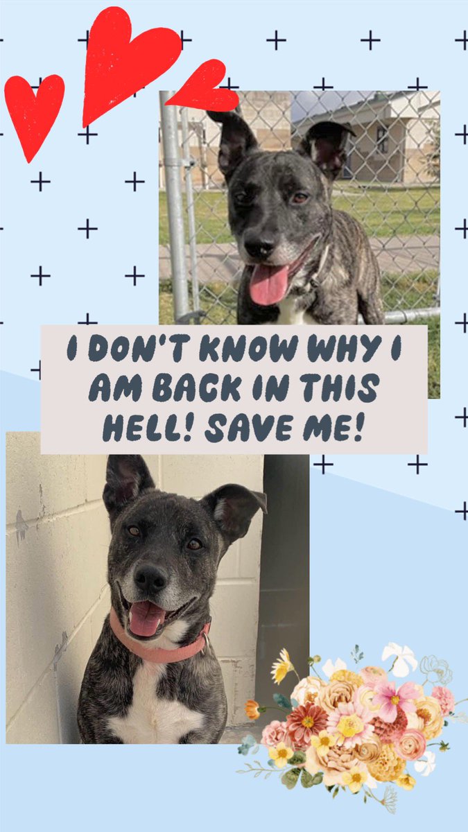 🆘⚠️Folks I am here to say goodbye. BLUE here #A356578 . This is my last day, TOMORROW 4/29 a💉is waiting for me #Corpuschristi TX AC😭I was adopted but returned after less than 1 yr💔I am an APTB mix 3 ys old ❤️‍🩹🪱😢I am gentle, take 🍖and all I want is a pawrent and a 🏡to call…