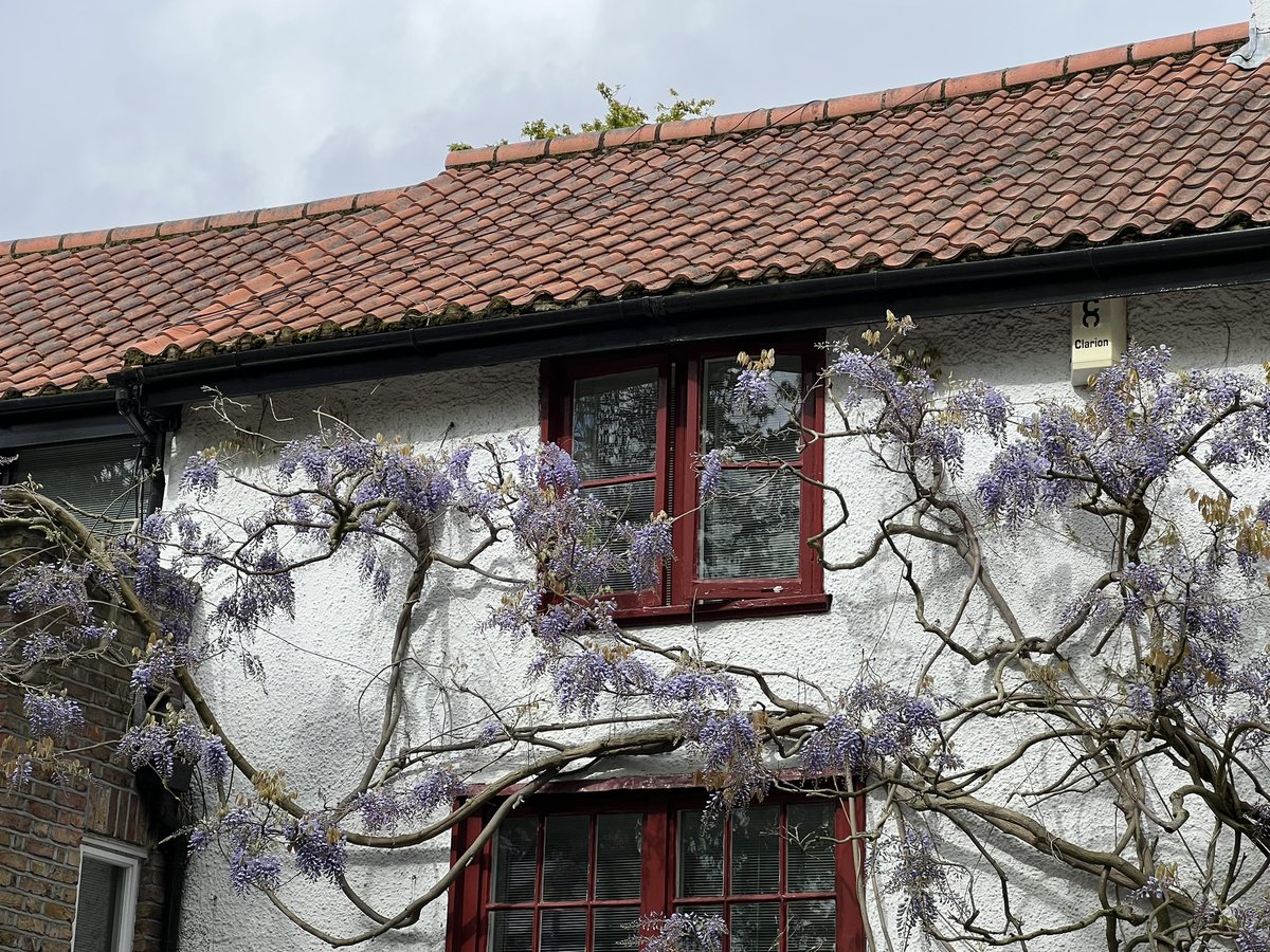 It’s that time of year Wisteria watch. Here’s a couple of bloomin’ beauties!