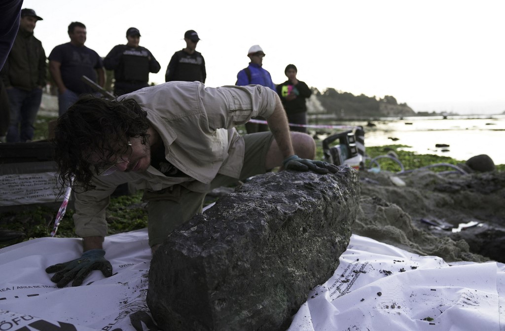 Paleontólogos de Chile rescatan los restos fósiles de un singular reptil marino que vivió hace 70 millones de años, un tesoro para los científicos. Los expertos extraen de las rocas los remanentes de un 'elasmosaurio', un habitante marino en la era del Cretácico, que comenzó hace…