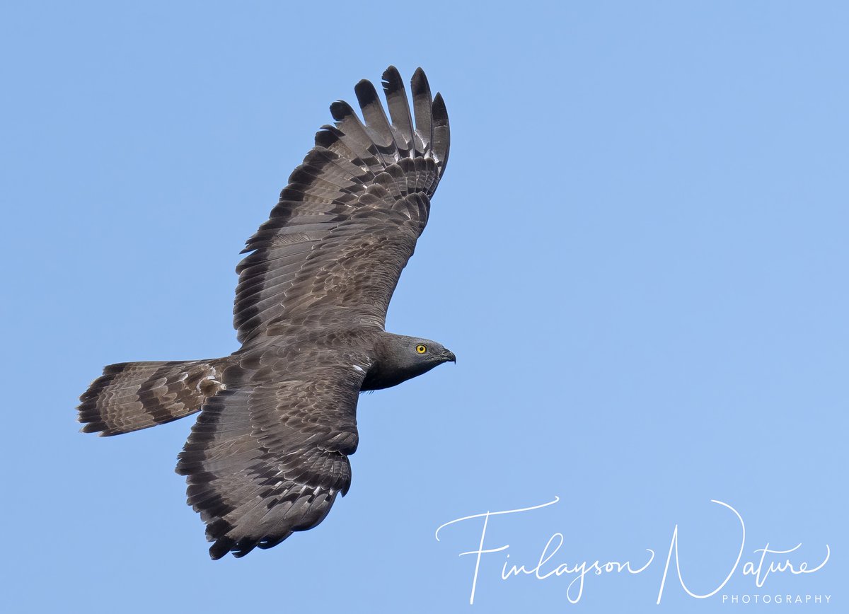 Warm spring evenings and honey buzzards on the move @GibReserve. This one is from today but it brings back wonderful childhood memories. @FinlaysonGib @GibGerry @cortes_john @gonhsgib @BirdWatchingMag @BirdWatchDaily @BirdwatchExtra #BBCWildlifePOTD @WildlifeMag @_BTO