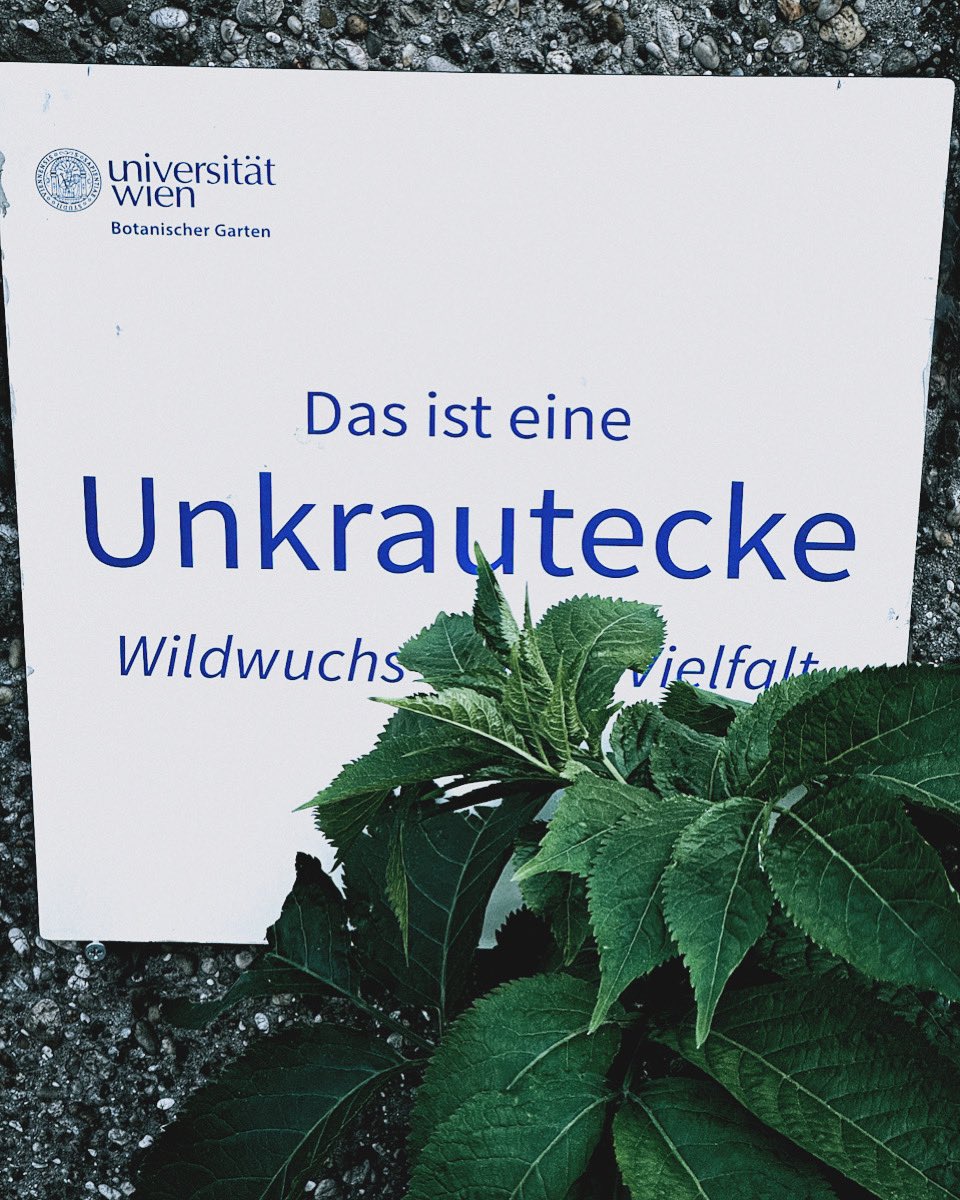 Impressionen - ist an vielen Unis gleich; Wildwuchs wohin man blickt 😂

#stefannoir #dichterunddenker #wien #vienna @univienna / @uni_bamberg_of