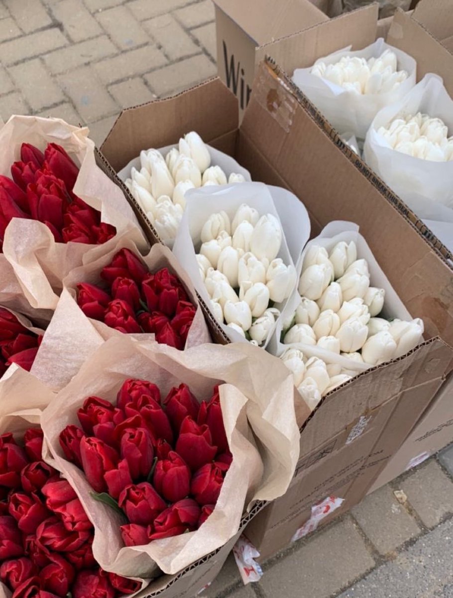 Red & White Tulips